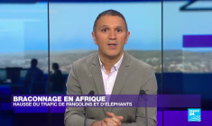 Braconnage en Afrique : éléphants et pangolins en ligne de mire