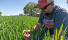 Andy Corriher examine sa récolte de blé dans sa ferme de China Grove, en Caroline du Nord, le 10 avril 2026 ( AFP / Grant Baldwin )