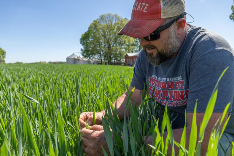 Andy Corriher examine sa récolte de blé dans sa ferme de China Grove, en Caroline du Nord, le 10 avril 2026 ( AFP / Grant Baldwin )