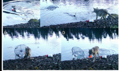 Cette illustration fournie le 20 novembre 2025 par le Hailzaqv Wolf and Biodiversity Project montre une combinaison de captures d'écran vidéo d'un loup traînant un casier à crabes verts, près de Bella Bella, sur le territoire de la Première Nation Heiltsuk, dans une zone isolée de Colombie-Britannique, au Canada ( Haíɫzaqv Wolf and Biodiversity Project  / - )