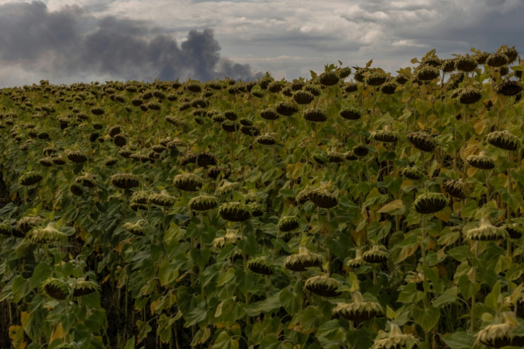 Un champ de tournesols avec, en arrière-plan, de la fumée s'élevant d'un entrepôt à la suite d'une attaque aérienne russe près de Boryspil, dans la région de Kiev, le 27 août 2026 ( AFP / Roman PILIPEY )