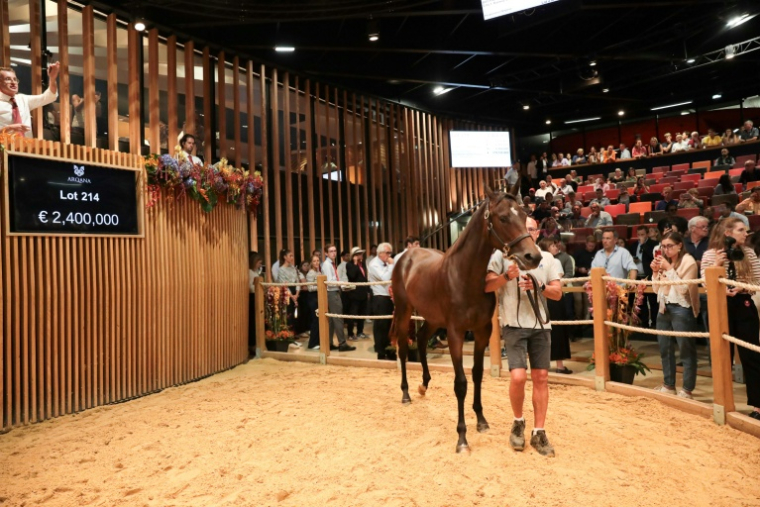 Un vendeur guide un cheval lors des ventes de yearling de Deauville, le 19 août 2023 ( AFP / LOU BENOIST )