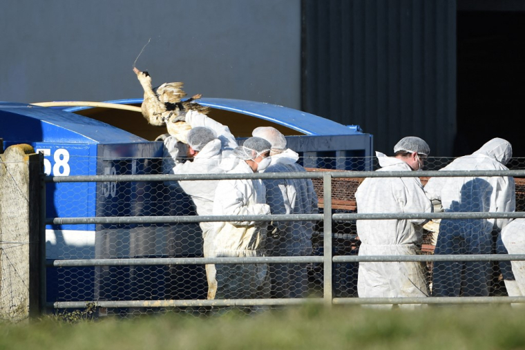 Des canards abattus en raison de l'épidémie de grippe aviaire dans une ferme de Lohitzun-Oyhercq, dans le sud-ouest de la France, le 27 janvier 2022. ( AFP / GAIZKA IROZ )