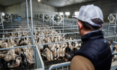 Photo d'un éleveur français de canards dans un élevage de volailles à Castelnau-Tursan