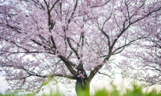 Photo, prise le 24 mars 2026, montrant une femme prenant des selfies devant un cerisier en fleurs à Kawasaki, à la préfecture de Kanagawa (Japon) ( AFP / Yuichi YAMAZAKI )