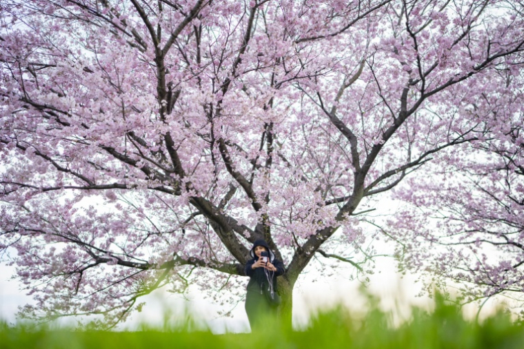 Une femme se prend en photo devant un cerisier en fleurs à Kawasaki, au Japon, le 24 mars 2026 ( AFP / Yuichi YAMAZAKI )