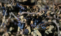 Une vigne arrachée dans un domaine à Villeneuve-les-Beziers, dans le sud de la France, le 13 septembre 2026 ( AFP / Gabriel BOUYS )