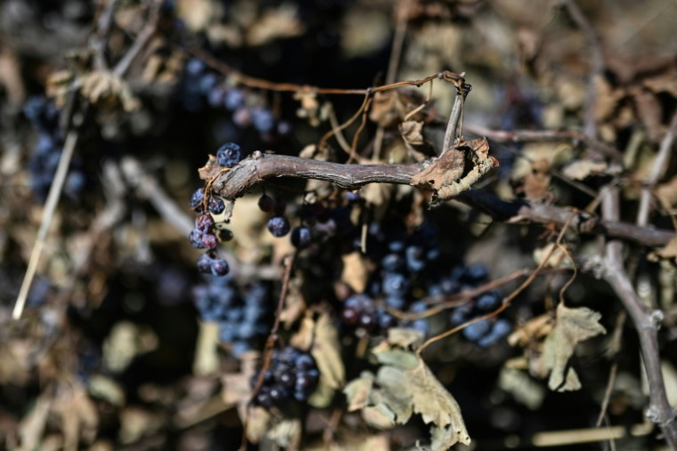 Une vigne arrachée dans un domaine à Villeneuve-les-Beziers, dans le sud de la France, le 13 septembre 2026 ( AFP / Gabriel BOUYS )