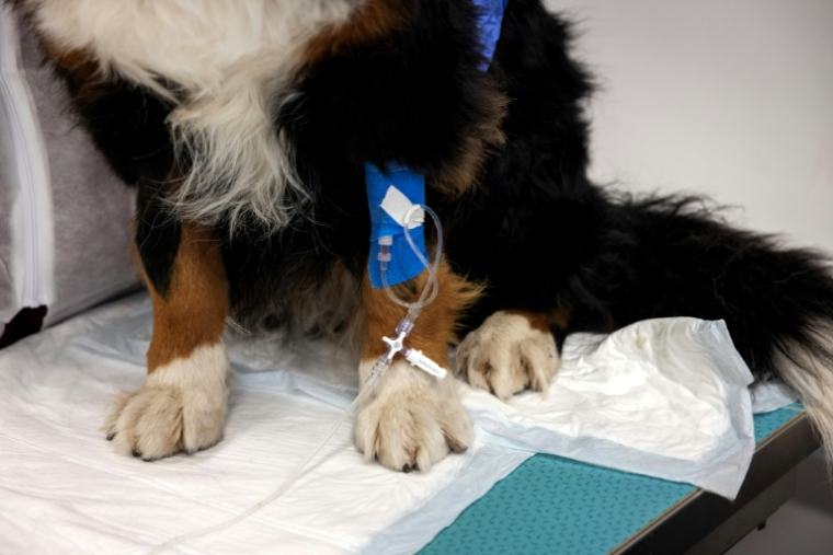 La chienne Nuska, souffrant d'une métastase à un poumon, attent la fin de sa perfusion, un cathéter relié à l'une de ses pattes à l'hôpital vétérinaire de Maisons-Alfert, le 11 juin 2026 dans le Val-de-Marne ( AFP / Behrouz MEHRI )