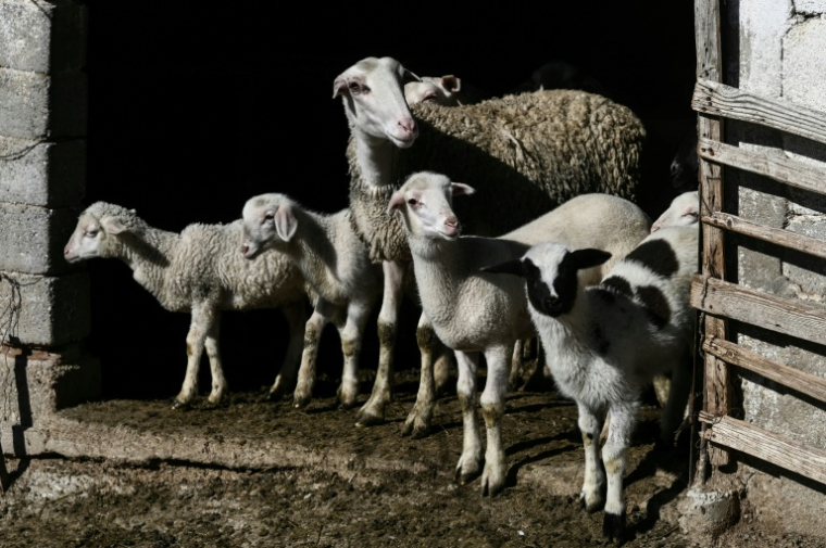 Des brebis à Lagkadas, près de Thessalonique, en Grèce, le 18 février 2026 ( AFP / Sakis Mitrolidis )