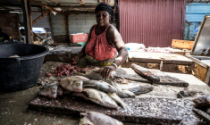 Sirah Darboe-Manneh, 31 ans, poissonnière et mère de six enfants, découpe du poisson sur un quai de débarquement à Tanji, en Gambie, le 12 septembre 2026, alors que les coupures d'électricité prolongées compliquent la conservation du poisson ( AFP / MUHAMADOU BITTAYE )