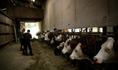 Un vétérinaire vaccine des vaches contre la dermatose dans une ferme d'Aviernoz, le 22 juillet 2025 en Savoie ( AFP / JEFF PACHOUD )