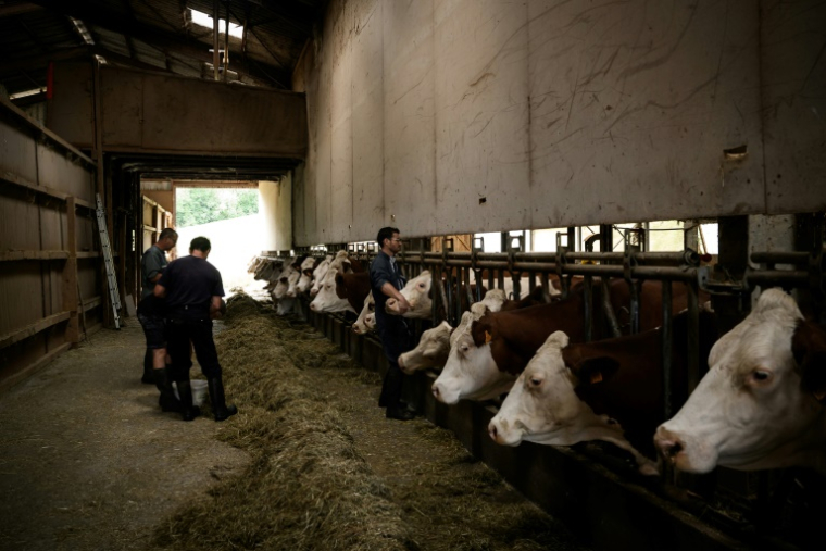 Un vétérinaire vaccine des vaches contre la dermatose dans une ferme d'Aviernoz, le 22 juillet 2025 en Savoie ( AFP / JEFF PACHOUD )