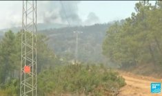 Incendie en Tunisie : huit hectares de végétation détruits à la frontière algérienne