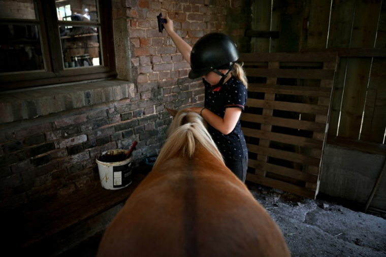 Une fillette s'occupe d'un poney dans la ferme équestre de Bois Guilbert, en Seine-Maritime, le 1er juillet 2025 ( AFP / Lou BENOIST )