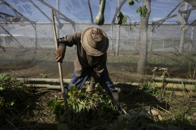 Un agriculteur travaille à la ferme agro-écologique "La Burgambilia" à Caimito, dans la province d'Artemisa, le 25 juin 2026 à Cuba ( AFP / Pablo PORCIUNCULA )