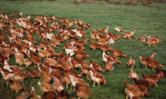 Une ferme à Meilhan-sur-Garonne, dans le sud-ouest, le 24 octobre 2024. ( AFP / THIBAUD MORITZ )