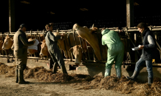 Des bovins sont vaccinés contre la dermatose nodulaire contagieuse le 17 décembre 2025 dans une ferme de Riupeyrous ( AFP / Philippe LOPEZ )