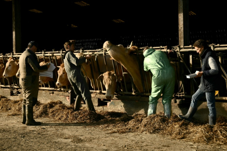 Des bovins sont vaccinés contre la dermatose nodulaire contagieuse le 17 décembre 2025 dans une ferme de Riupeyrous ( AFP / Philippe LOPEZ )
