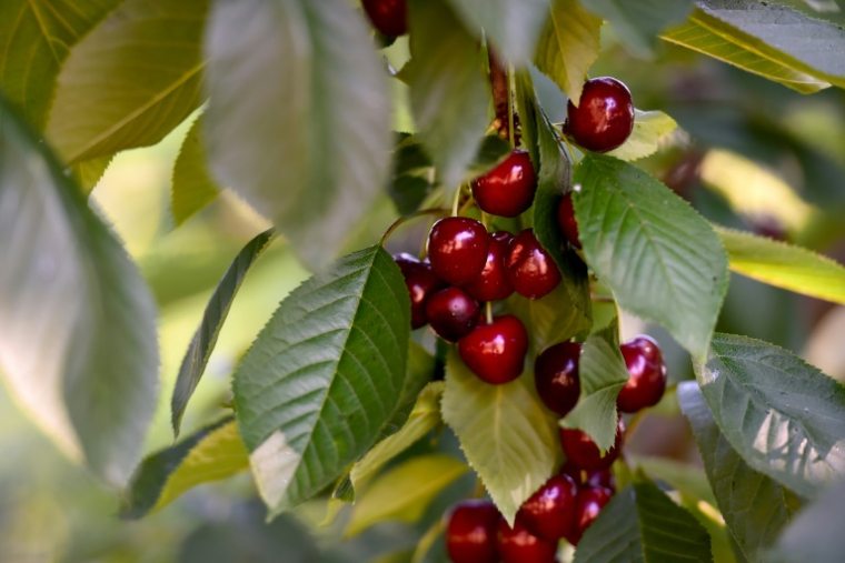 Une clause de sauvegarde avait été actionnée en 2016 pour interdire l'importation de cerises traitées au diméthoate, un insecticide dangereux pour la santé ( AFP / Nicolas TUCAT )