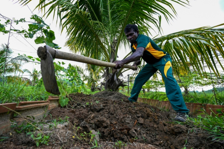 Un soldat de la Force opérationnelle spéciale sri-lankaise (STF) travaille dans une plantation à Katukurunda pour remettre en culture des champs pollués par le sel de la mer, le 28 mars 2025 au Sri Lanka ( AFP / Ishara S. KODIKARA )