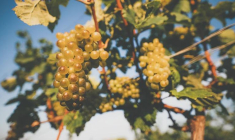 Nos conseils pour revendre sa cave au meilleur prix