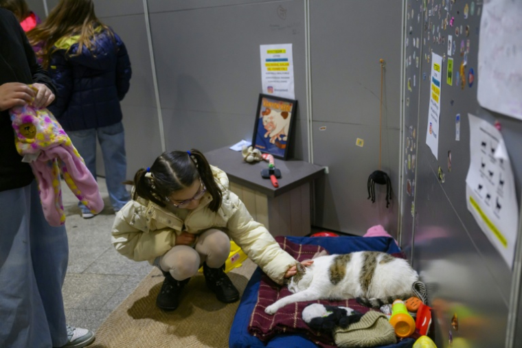 Une enfant caresse le chat Kanyon à l'entrée d'un centre commercial à Istanbul, le 23 janvier 2026 en Turquie ( AFP / Yasin AKGUL )