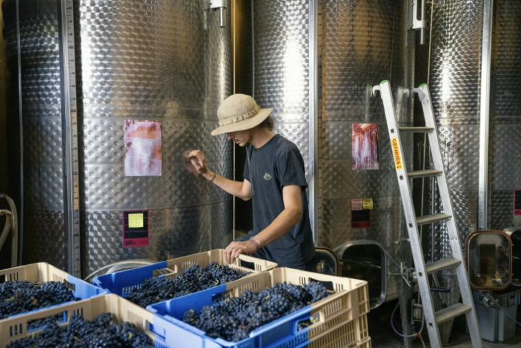 Le vigneron Nathan Delaunay apporte des caisses de raisin issues de vendanges solidaires après un incendie qui a atteint le domaine "Les Cascades", le 22 août 2025 à Ribaute, dans l'Aude ( AFP / Idriss Bigou-Gilles )