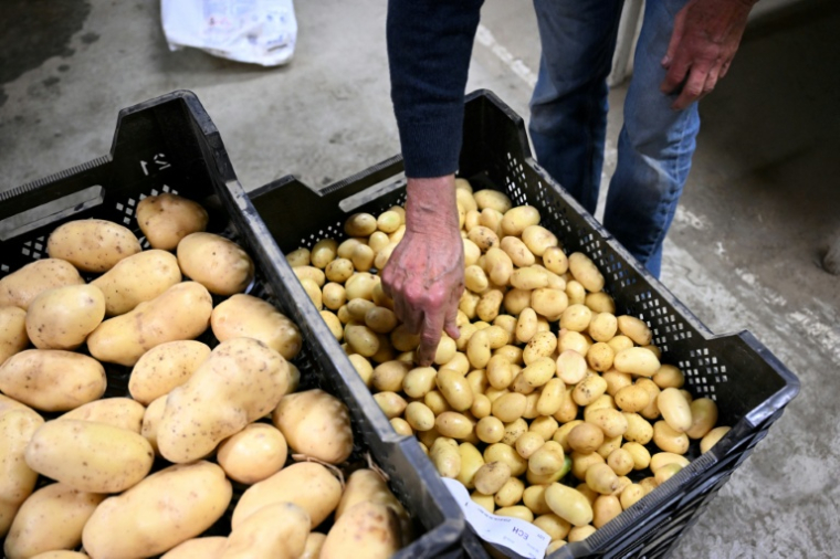 Un employé d'une coopérative agricole contrôle la qualité des pommes de terre fraîchement récoltées, le 26 septembre 2025 à Geer, dans l'est de la Belgique ( AFP / Nicolas TUCAT )