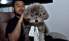 Solomon, le chien de l'avocate colombienne Lenny Ruiz, morte en le protégeant lors du tremblement de terre du 10 août à Cali, est photographié à Pasto, en Colombie, le 14 août 2026 ( AFP / Franklin  Ruiz )