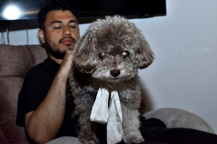 Solomon, le chien de l'avocate colombienne Lenny Ruiz, morte en le protégeant lors du tremblement de terre du 10 août à Cali, est photographié à Pasto, en Colombie, le 14 août 2026 ( AFP / Franklin  Ruiz )