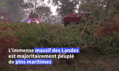 Incendie dans les Landes: un bulldozer à l'assaut de la forêt pour créer des pare-feux