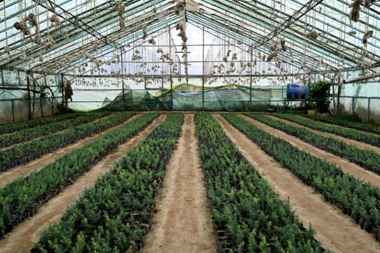 Des plants de pins dans une pépinière de Paghman en Afghanistan le 11 mai 2026 ( AFP / Wakil KOHSAR )