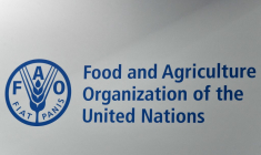 ( AFP / VINCENZO PINTO )