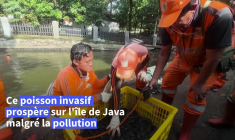 Indonésie: le sapu-sapu, un poisson invasif qui prospère malgré la pollution