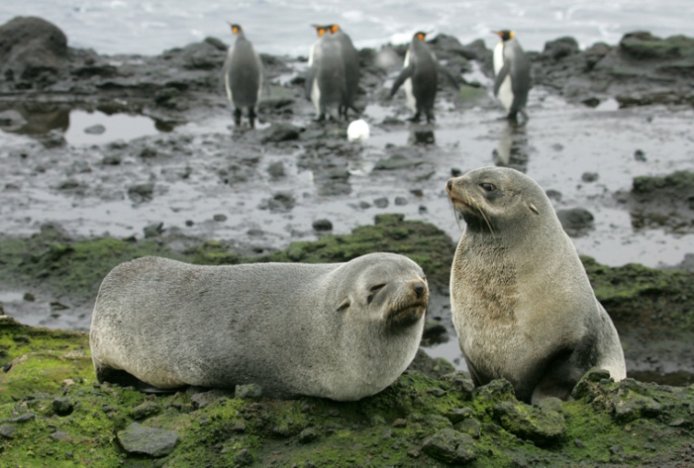Deux otaries des Kerguelen sur l'île de la Possession, dans l'archipel des Crozet (Terres australes et antarctiques françaises), le 01 juillet 2007 ( AFP / MARCEL MOCHET )