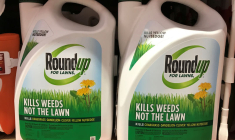 ROUNDUP: MONSANTO FAIT APPEL DE SA CONDAMNATION AUX USA