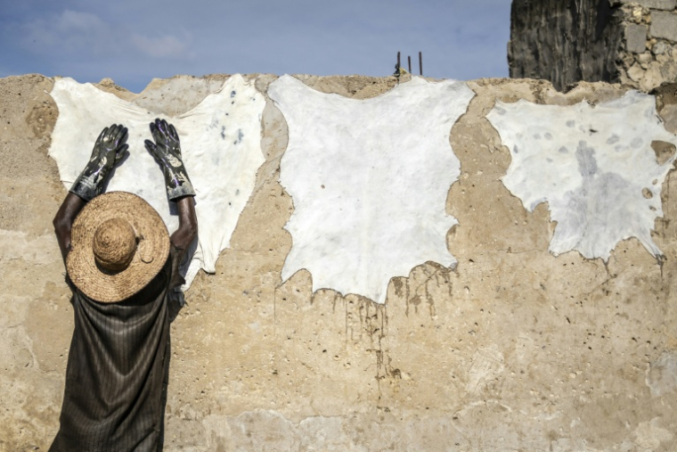 Un tanneur fait sécher des peaux sur un mur dans la tannerie traditionnelle Majema, dans le quartier de Kofar Wambai à Kano, le 10 septembre 2025. Kano, centre historique du cuir, approvisionne des géants du luxe tels que Louis Vuitton, Gucci et Ralph Lauren, le Nigeria exportant près de 90 % de ses peaux à l'étranger. Mais comme la finition est effectuée en Europe, le label "Made in Nigeria" disparaît, remplacé par "Made in Italy" ou "Made in Spain". Aujourd'hui, certains créateurs nigérians tentent de redonner ses lettres de noblesse au cuir de leur pays en créant des marques locales. ( AFP / OLYMPIA DE MAISMONT )