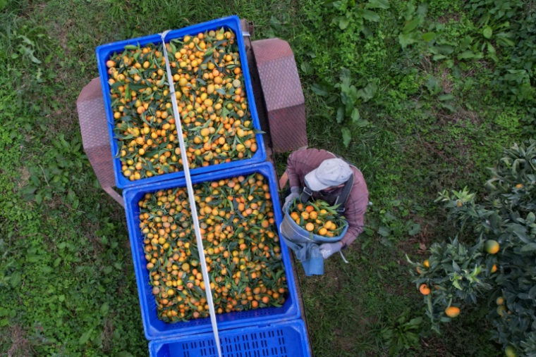 Récolte des clémentines à Santa-Lucia-di-Moriani en Corse, le 14 novembre 2025 ( AFP / Pascal POCHARD-CASABIANCA )