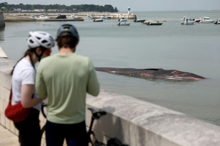 Des passants regardent la carcasse d'une baleine femelle qui s'est échouée avant de mourir à Rivedoux-Plage, à l'extrémité est de l'île de Ré, le 30 mai 2026 ( AFP / ROMAIN PERROCHEAU )