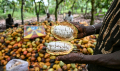 Un producteur présente des fèves lors de l’écabossage du cacao dans une plantation à Agboville, en Côte d'Ivoire, le 4 décembre 2025 ( AFP / Sia KAMBOU )