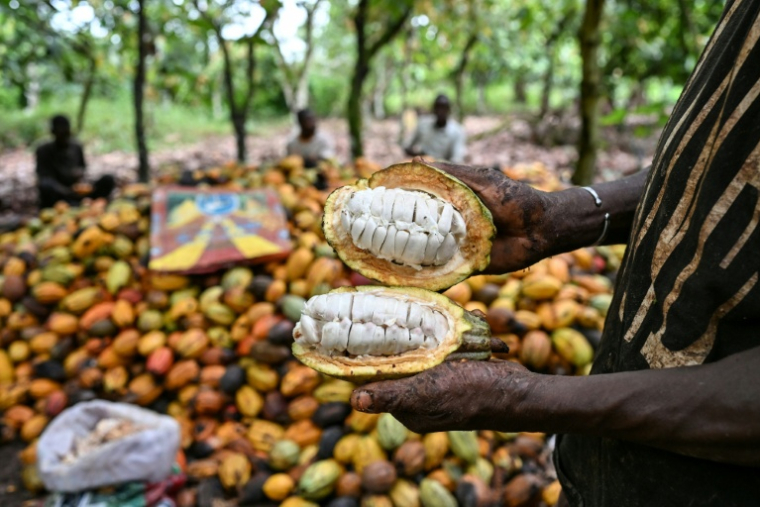 Un producteur présente des fèves lors de l’écabossage du cacao dans une plantation à Agboville, en Côte d'Ivoire, le 4 décembre 2025 ( AFP / Sia KAMBOU )