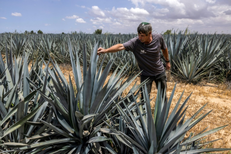 L'agriculteur israélien Eran Braverman inspecte un champ d'agave à la périphérie d'Urim, dans le nord du désert du Néguev, près de la frontière israélienne avec Gaza, le 4 mai 2025 ( AFP / Menahem Kahana )
