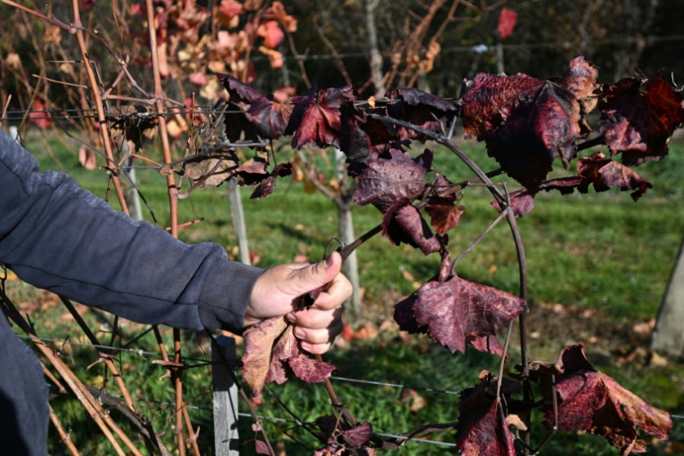 Le viticulteur hongrois Viktor Keszler montre sa vigne touchée par l'épidémie de flavescence dorée qui menace la quasi-totalité des vignobles du pays, le 6 novembre 2025 à Zalaszentgrot, à environ 200 km à l'ouest de Budapest ( AFP / Attila KISBENEDEK )
