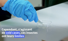 Malaisie: des scientifiques transforment les punaises de lit en redoutables détectives