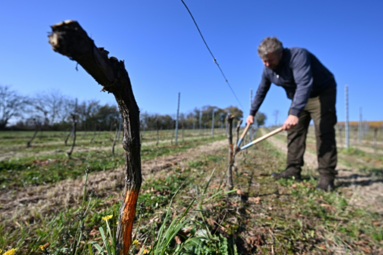 Le viticulteur hongrois Viktor Keszler taille des pieds de vigne infectés par la flavescence dorée qui menace la quasi-totalité des vignobles du pays, le 6 novembre 2025 à Zalaszentgrot, à environ 200 km de Budapest ( AFP / Attila KISBENEDEK )