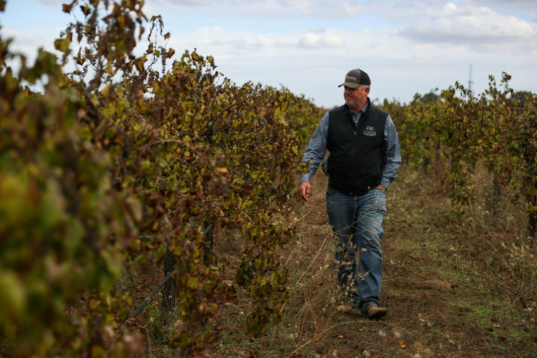 Randy Baranek, dont la famille travaille la vigne depuis plusieurs générations, passe dans les rangs d'une vigne abandonnée, le 13 octobre 2025 à Lodi, en Californie ( AFP / Patrick T. Fallon )