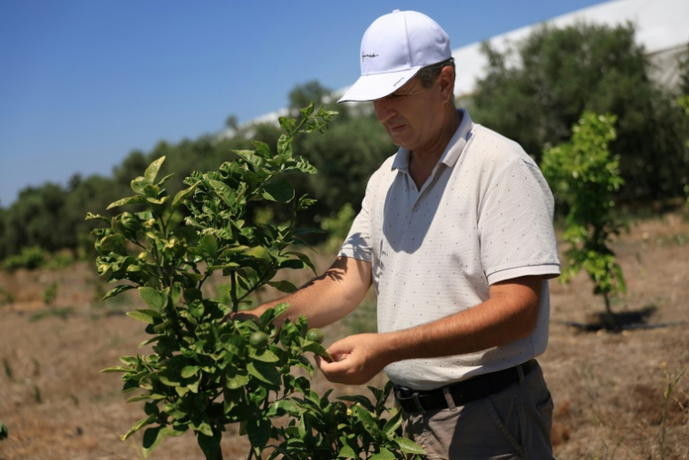 L'agronome Altin Hila inspecte un pamplemoussier dans sa ferme à Divjake, le 1er juillet 2025 en Albanie ( AFP / Adnan Beci )