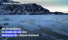 Au Groenland, les chiens de traîneau sont en manque de neige