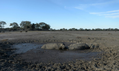Un hippopotame se tient à côté d'un congénère mort dans l'un des canaux asséchés du delta de l'Okavango, près du village de Nxaraga, le 28 septembre 2019 au Botswana ( AFP / MONIRUL BHUIYAN )